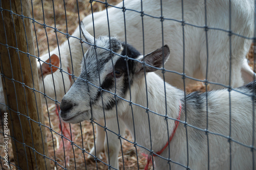 portrait of a goat