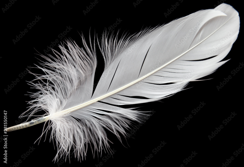Obraz premium single white feather bird isolated on black background
