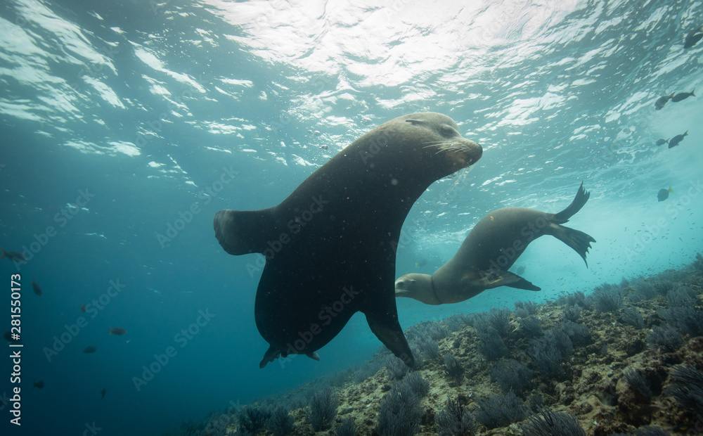 Sea lions in the clear blue of Sea of Cortze Sea lions in the clear blue of Sea of Cortze