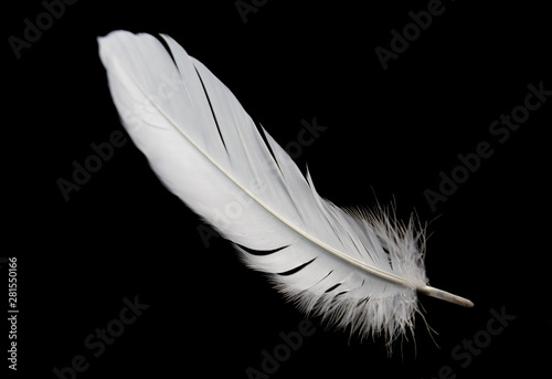 single white feather bird i...