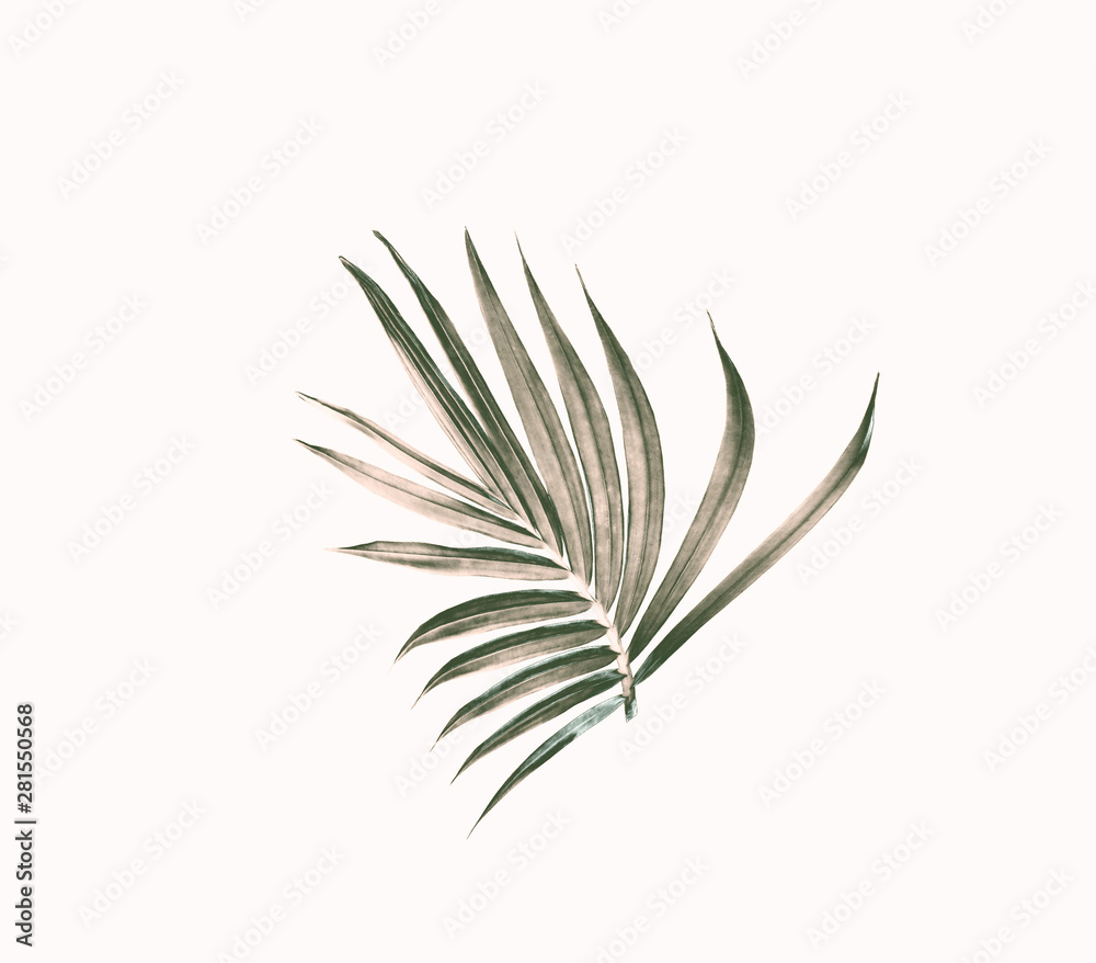 green leaf of palm tree isolated on white background green leaf of palm tree isolated on white background