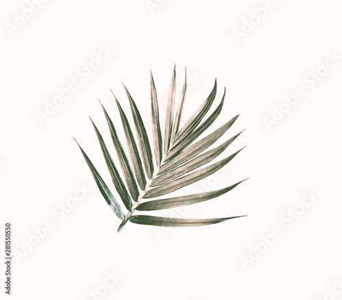 green leaf of palm tree isolated on white background