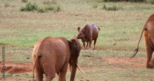 Kenya_Herd of Elephants walk past muddy Cape Buffalo photo