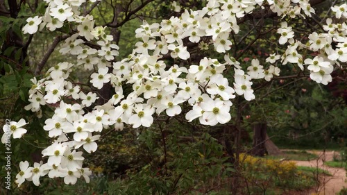 Dogwood trees at peak bloom at Coker Arboretum on the campus of the University of North Carolina at Chapel Hill. Breeze gently stirs the blooms. photo