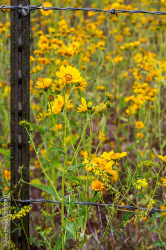 Closeup of Mexican Sunflowers that Cross a Barb Wire Fence
