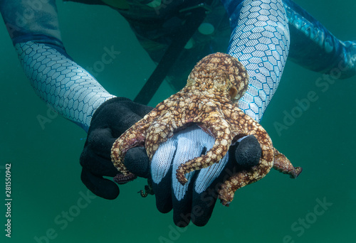 Octopus over coral reef in the sea photo