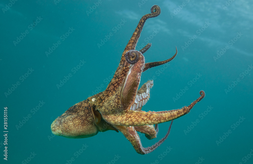 Fototapeta premium Octopus over coral reef in the sea