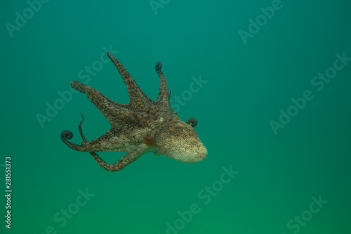Octopus over coral reef in the sea