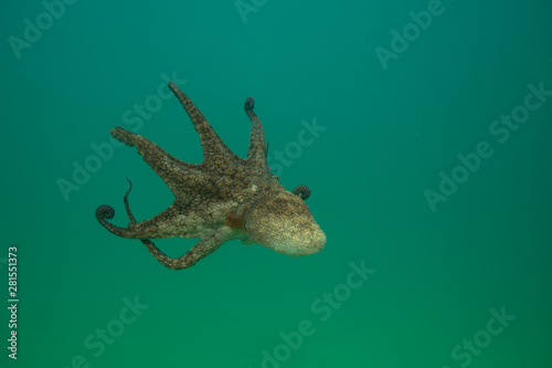 Octopus over coral reef in the sea © Drew