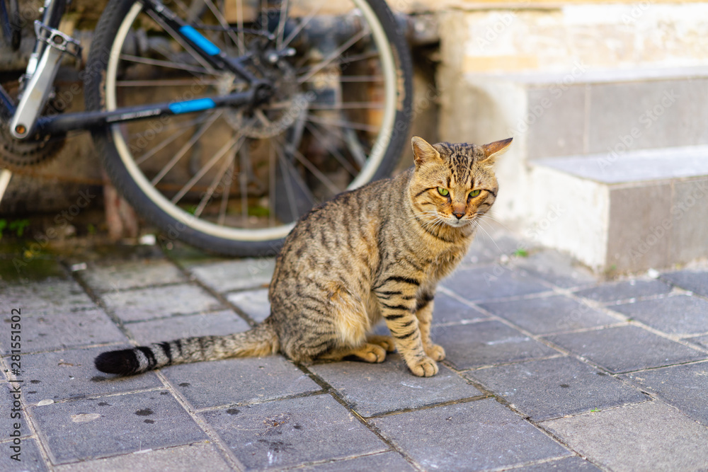 Naklejka premium Cute cat with a bike in the background