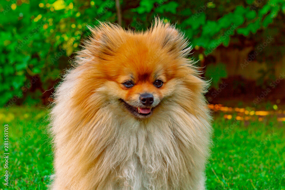 Spitz red-haired dog in the summer on the lawn in bright sunshine. Portrait. Front view. Spitz red-haired dog in the summer on the lawn in bright sunshine. Portrait. Front view.