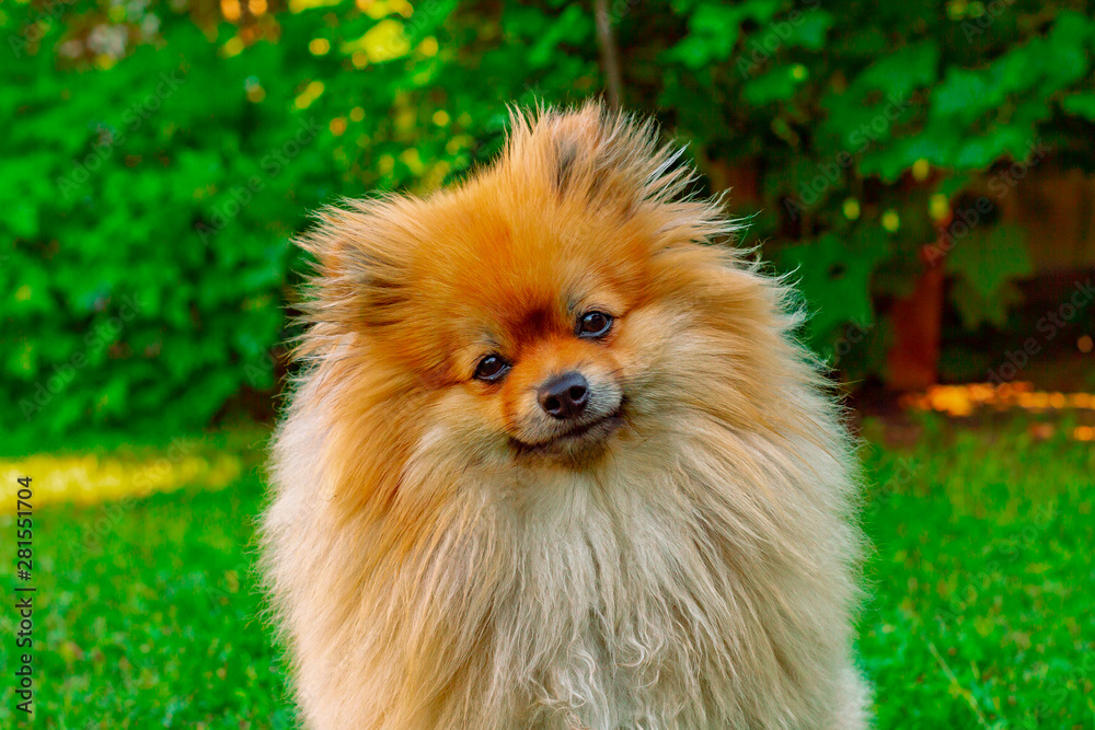 Spitz red-haired dog in the summer on the lawn in bright sunshine. Portrait. Front view. Spitz red-haired dog in the summer on the lawn in bright sunshine. Portrait. Front view.