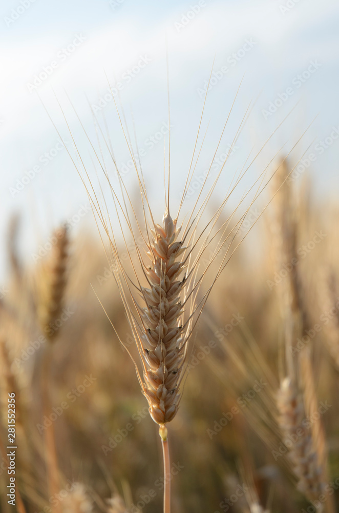 Wheat ear close up against the background of a wheat field, the concept of a good harvest