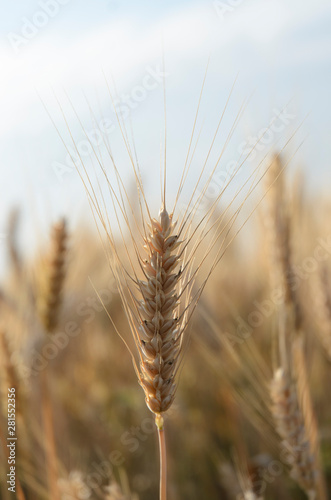 Wheat ear close up against the background of a wheat field  the concept of a good harvest