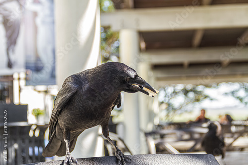crow feeding © Hector