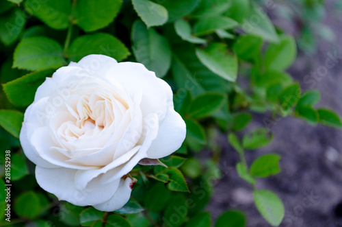 fresh beautiful white rose with buds, thorns and leaves on a bush in the garden, clouse up, copy space, soft focus, mock up