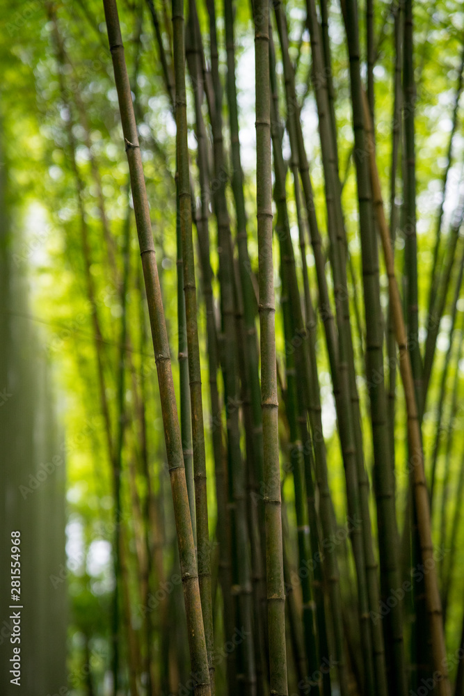 Fototapeta premium Bamboo forest, green nature background