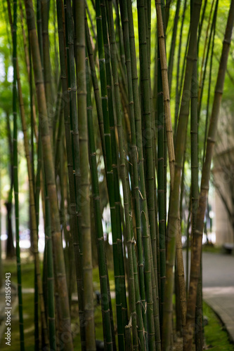 Bamboo forest, green nature background
