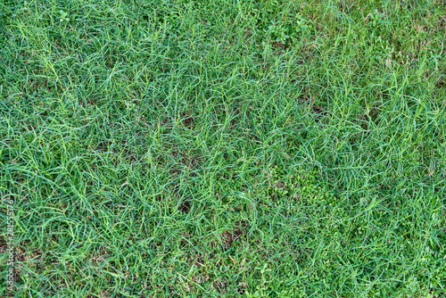 The texture of the lawn, green lawn with sparse grass closeup. photo