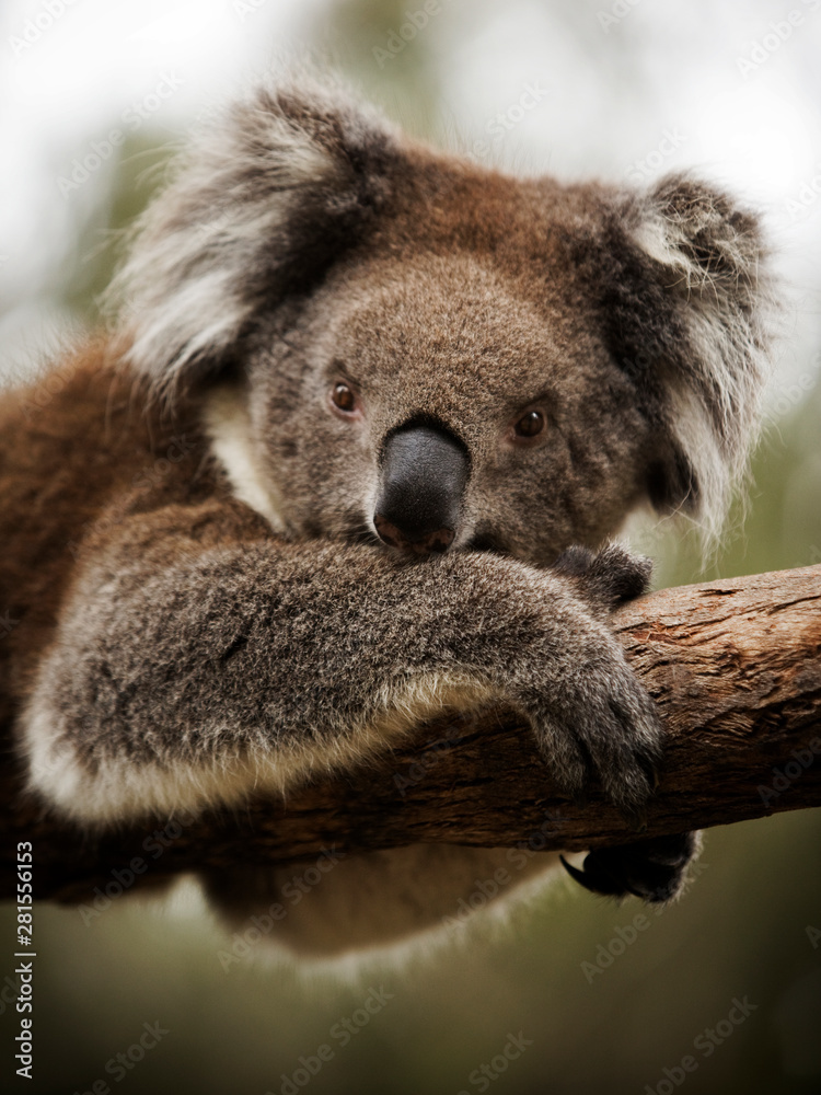 Naklejka premium koala on branch
