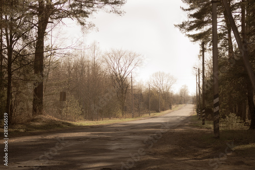 Forest road. way through the forest. country road