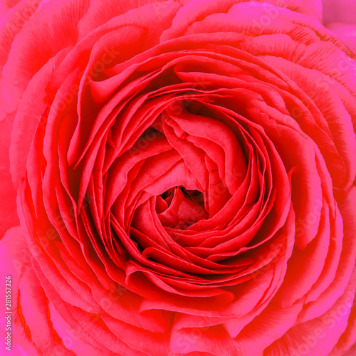 Center of a flower - red gerbera