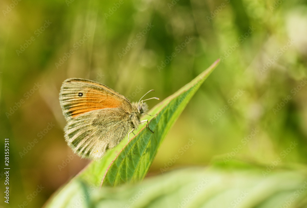 Butterfly drinks nectar from a flower. Butterfly drinks nectar from a flower.