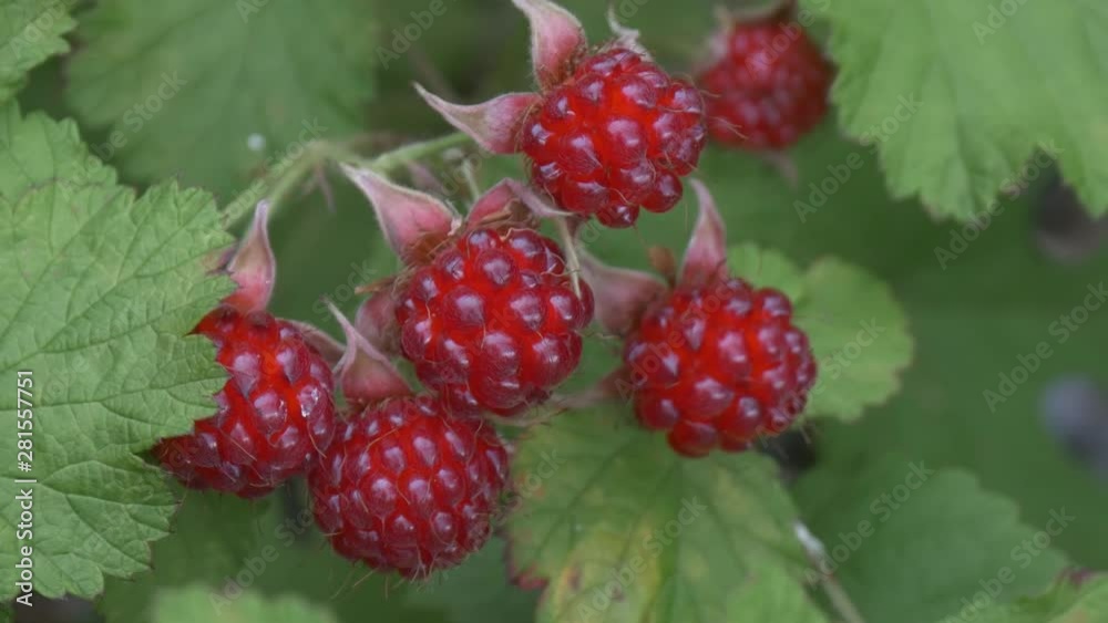 wild berries on a branch wild berries on a branch