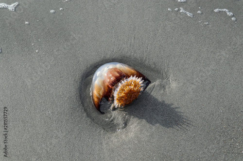 Dead Cannonball jelly (Stomolophus meleagris) on the shore of Myrtle Beach in South Carolina photo