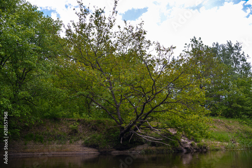 tree in the forest and river