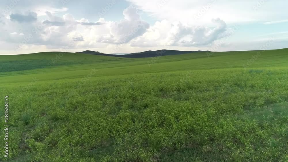 green field meadow summer agriculture russia wheat green field meadow summer agriculture russia wheat