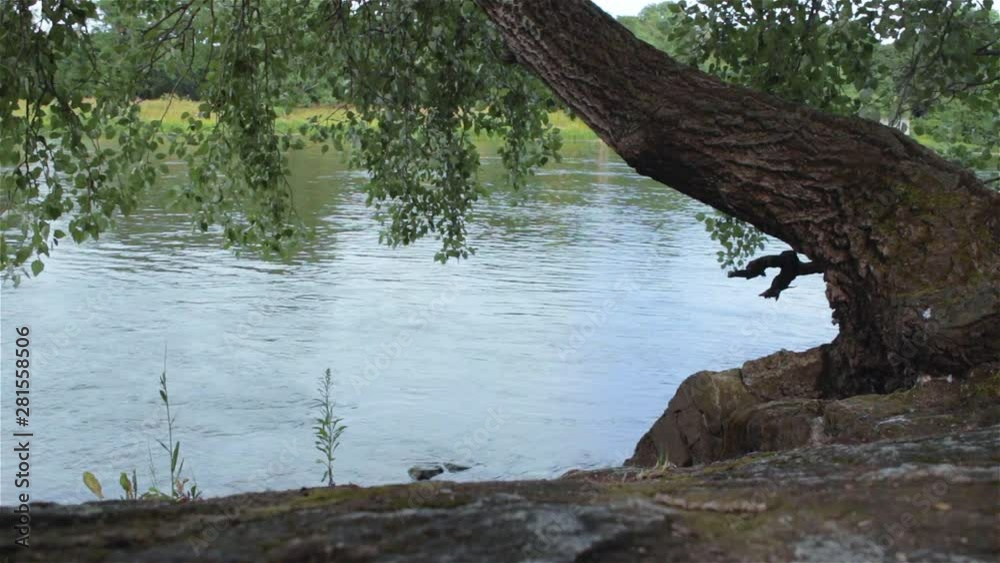 View of a beautiful riverside in the summer with an old tree leaning over the rippling water View of a beautiful riverside in the summer with an old tree leaning over the rippling water