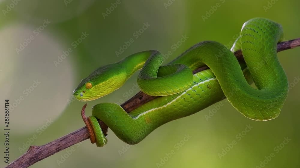 The White-lipped Pit Viper is a venomous pit viper endemic to Southeast Asia and is often found during the night waiting on a branch or limb of a tree near a body of water with plenty of food items. The White-lipped Pit Viper is a venomous pit viper endemic to Southeast Asia and is often found during the night waiting on a branch or limb of a tree near a body of water with plenty of food items.