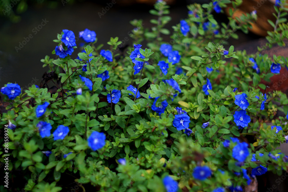 Fototapeta premium minimal garden