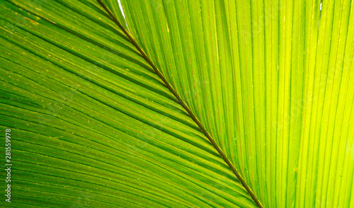 green palm tree leaf closeup for decoration