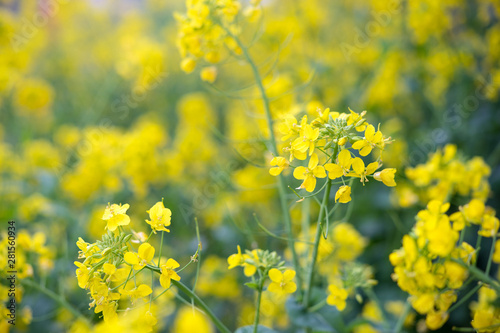 Canola flower field background　菜の花畑の背景 © wooooooojpn
