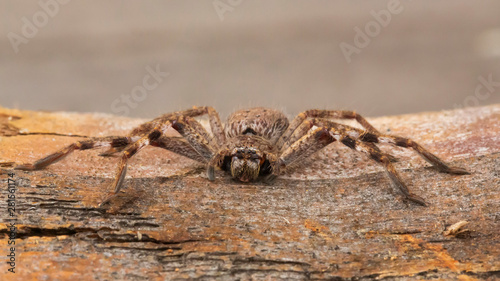 Juvenile Huntsman Spider (Holconia montana). Maldon, Victoria, Australia