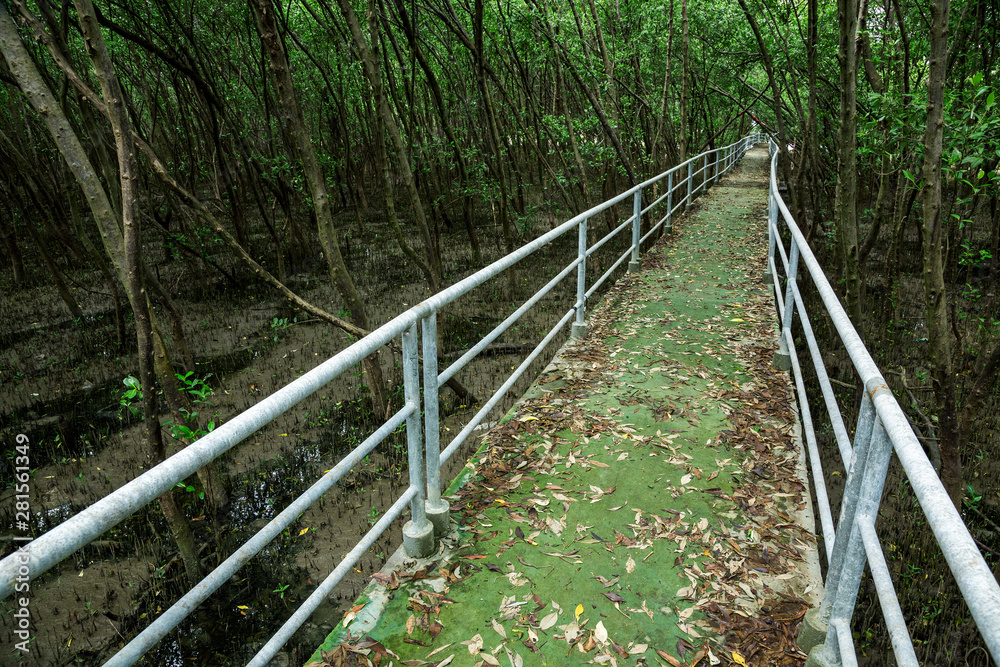 Nature Trail in Mangrove Forest.
