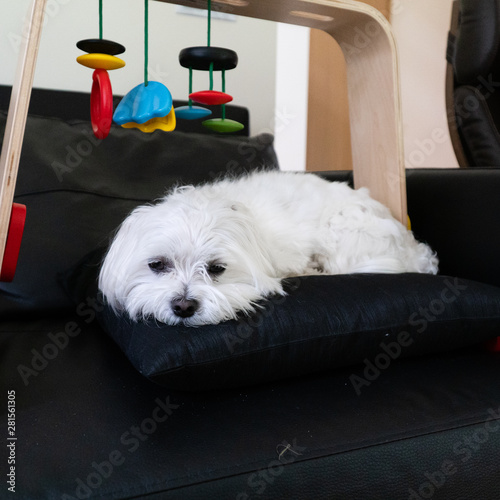 Maltese 