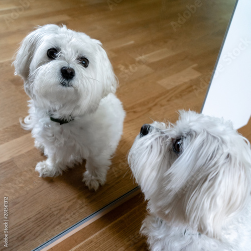 Maltese 