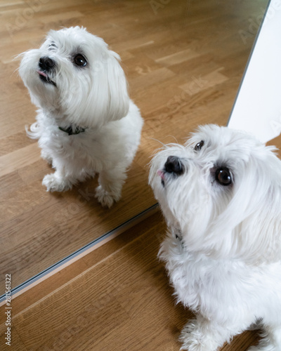 Maltese 