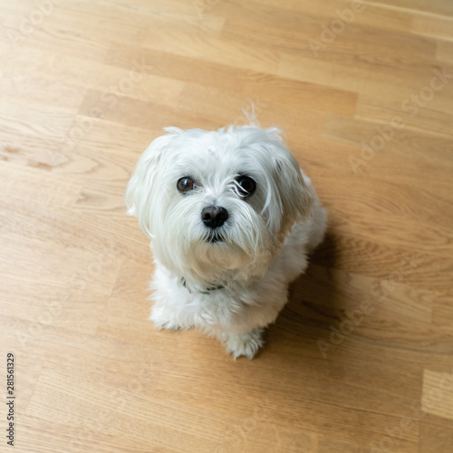 Maltese 