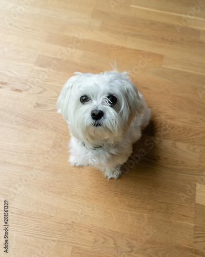 Maltese 