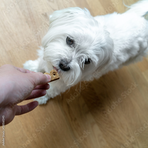 Maltese 
