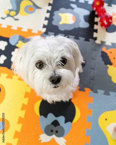 Maltese 