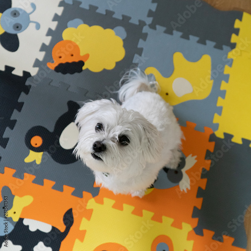 Maltese 