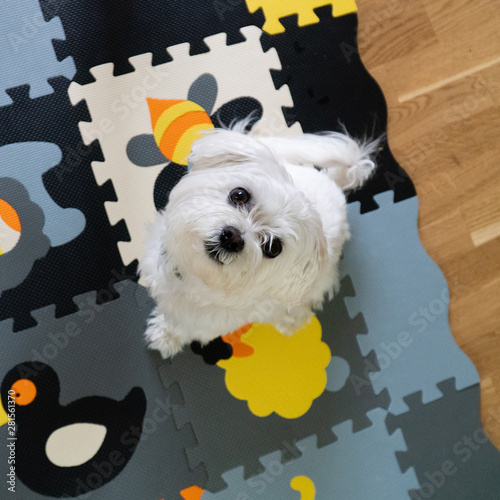 Maltese 