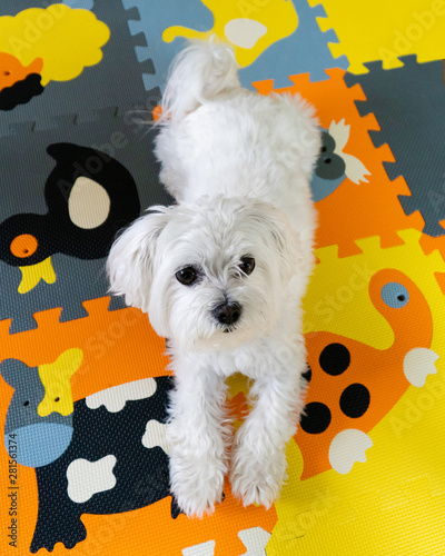 Maltese 