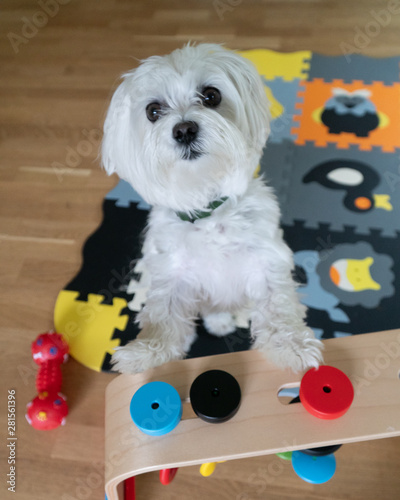 Maltese 