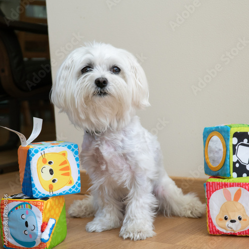 Maltese 